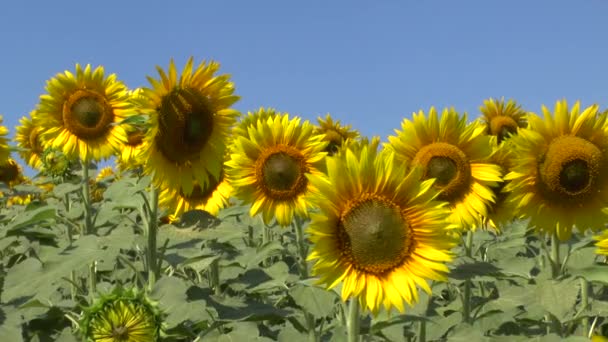 Champ de tournesols 
