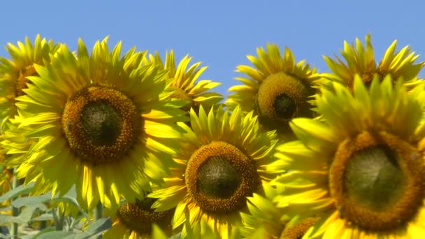 Champ de tournesols 