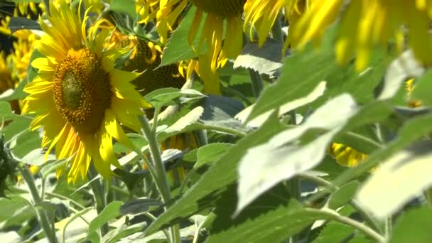 Sunflowers field — Stock Video