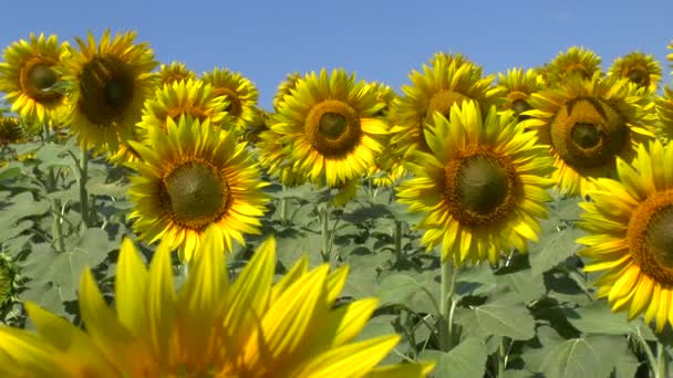 Champ de tournesols 