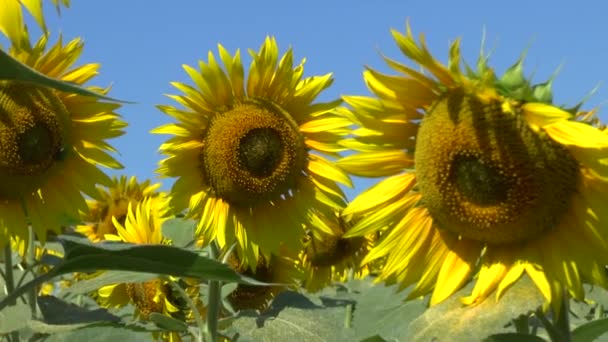 Zonnebloemen veld — Stockvideo