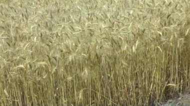 Altın buğday tarlası