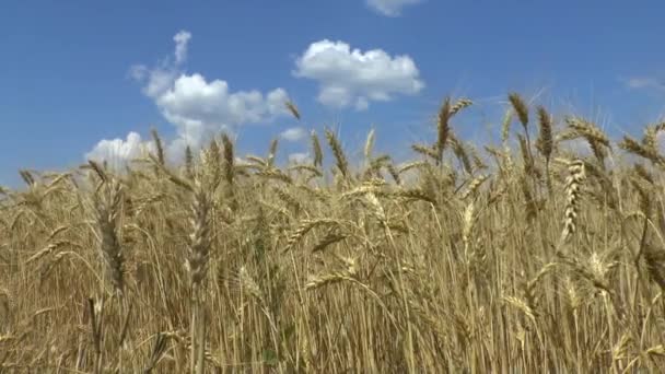 Feld aus goldenem Weizen — Stockvideo