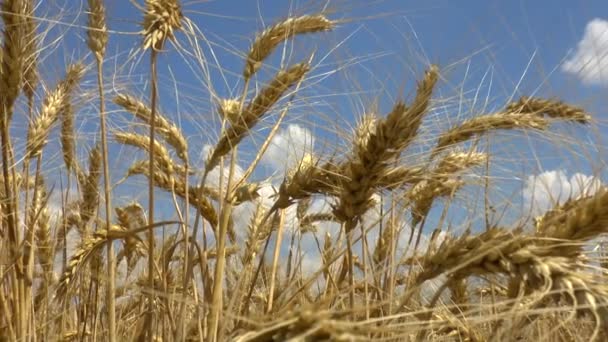 Поле золотой пшеницы — стоковое видео