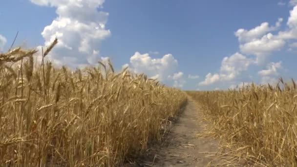 Поле золотой пшеницы — стоковое видео