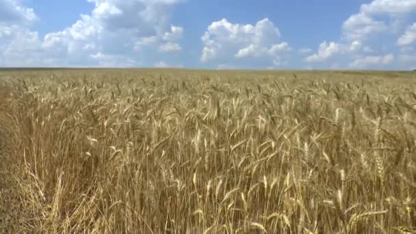Altın buğday tarlası — Stok video