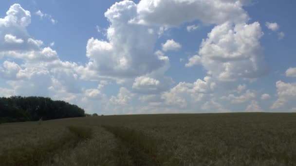 Champ de blé doré