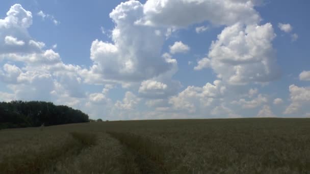 Поле золотої пшениці — стокове відео