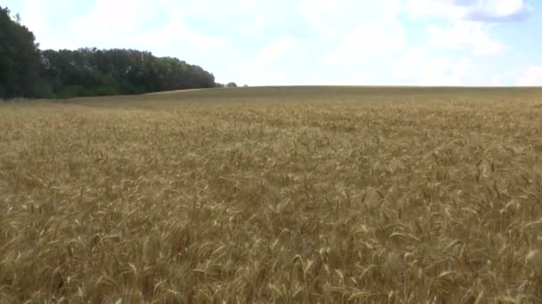 Поле золотої пшениці — стокове відео
