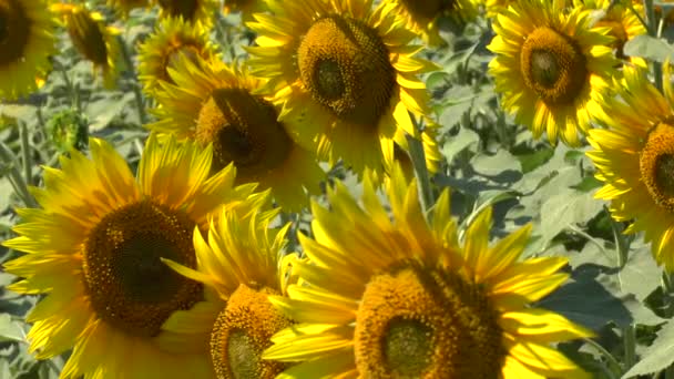 Champ de tournesols 