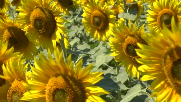 Zonnebloemen veld — Stockvideo