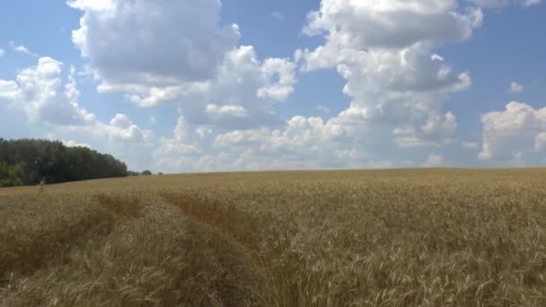 Campo di grano dorato — Video Stock