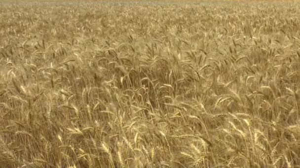 Pole zlaté pšenice — Stock video