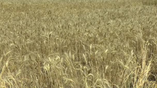 Feld aus goldenem Weizen — Stockvideo