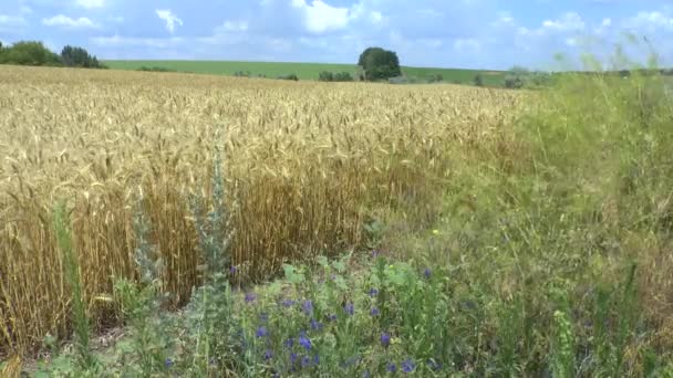 Feld aus goldenem Weizen — Stockvideo