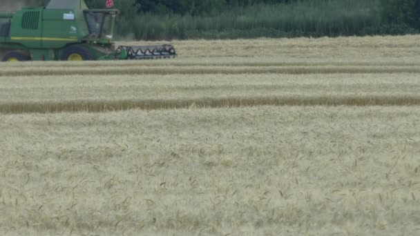 小麦の収穫の剪断機 — ストック動画