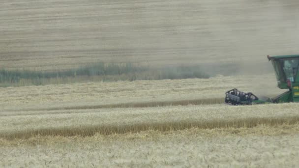 Wheat harvesting shearer — Wideo stockowe