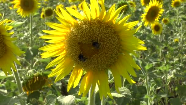 Zonnebloemen in het veld — Stockvideo