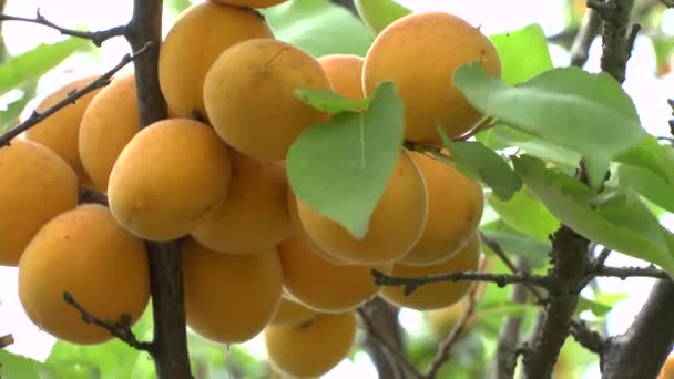 Fruta de albaricoque — Vídeo de stock