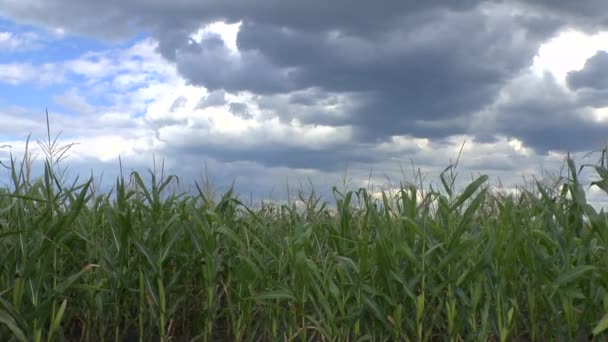 Field of a corn — Stock Video