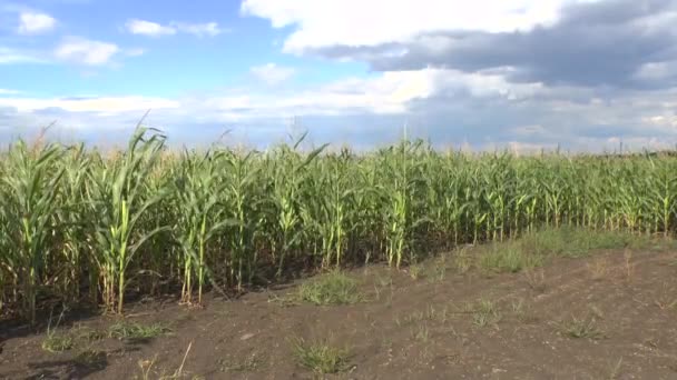 El campo del maíz — Vídeos de Stock