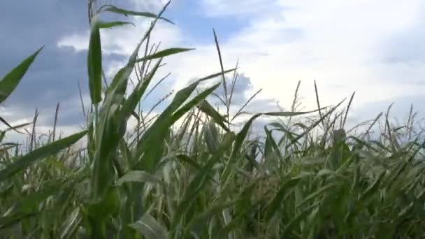 Campo di un grano — Video Stock