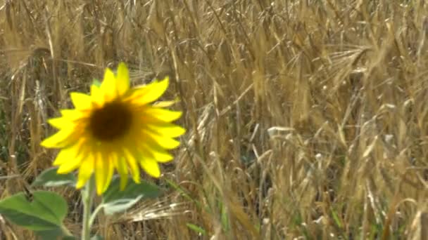 Girasoles en el campo — Vídeo de stock