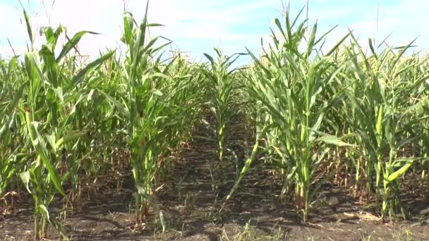 Field of a corn — Stock Video