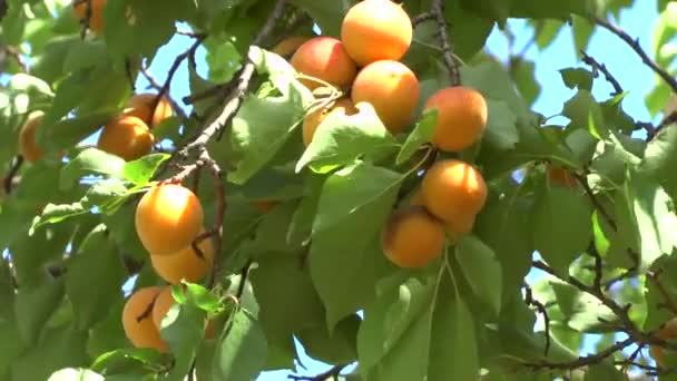 Abrikoos vruchten — Stockvideo