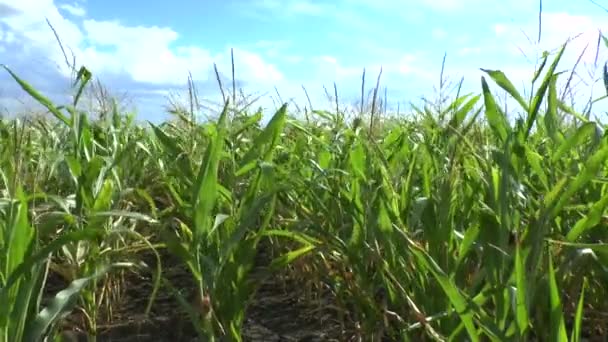 Field of a corn — Stock Video