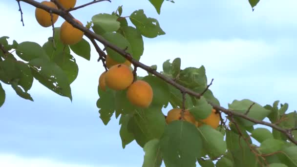 Frutas de damasco — Vídeo de Stock