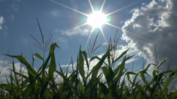 Поле кукурузы — стоковое видео