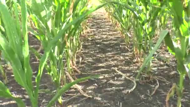 Field of a corn — Stock Video