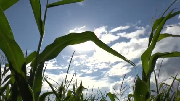 Gebied van een maïs — Stockvideo