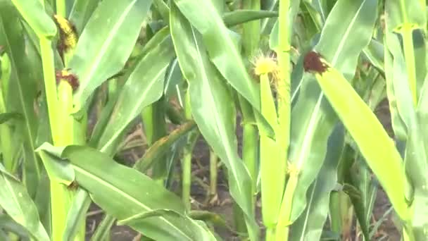 Field of a corn — Stock Video