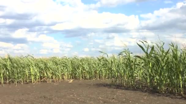 Campo di un grano — Video Stock