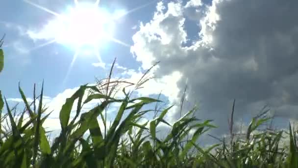 Campo di un grano — Video Stock