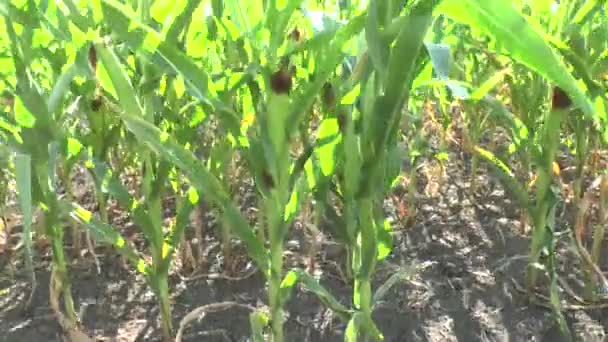 Field of a corn — Stock Video