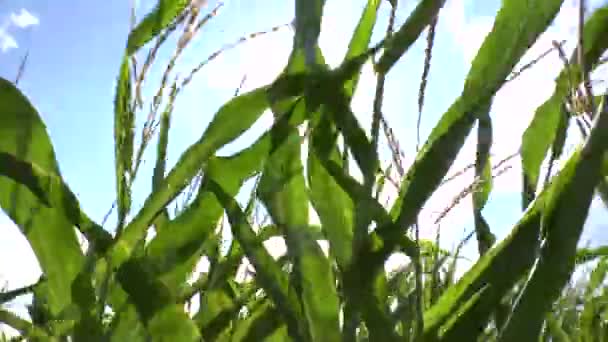 Field of a corn — Stock Video