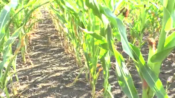 Field of a corn — Stock Video