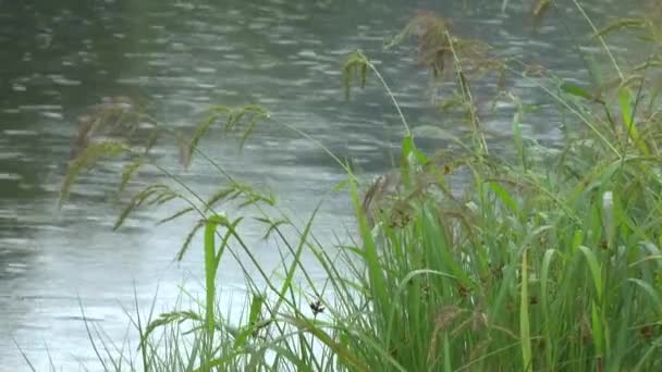 Pluie goutte d'eau surface sur la rivière 