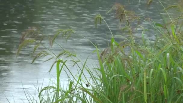 Lluvia gota superficie de agua en el río — Vídeos de Stock