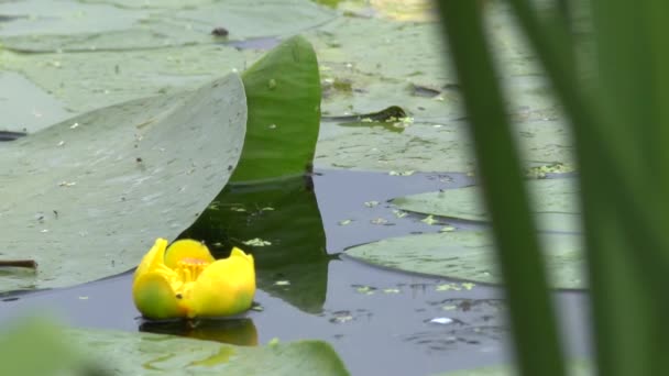 Yellow water lily. — Wideo stockowe