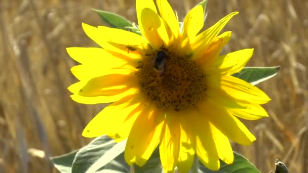Соняшники в полі — стокове відео