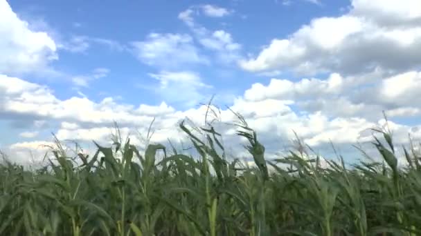 Feld eines Mais — Stockvideo