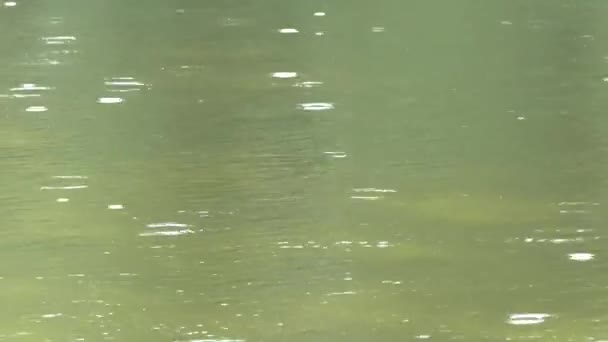 Regn droppe vattenytan på floden — Stockvideo