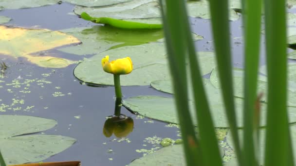 Nénuphar jaune .