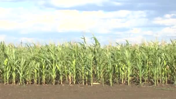 Pole kukurydzy — Wideo stockowe