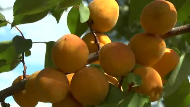 Fruta de albaricoque — Vídeos de Stock