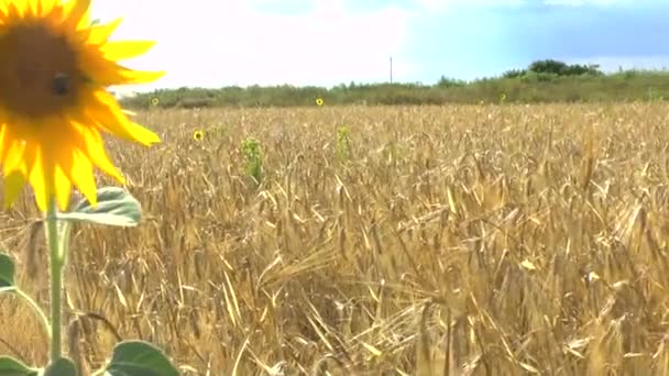 Girasoles en el campo — Vídeo de stock